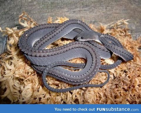 The Dragon Snake: One of the worlds rarest snakes