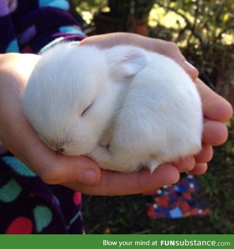 11 day old baby bunny