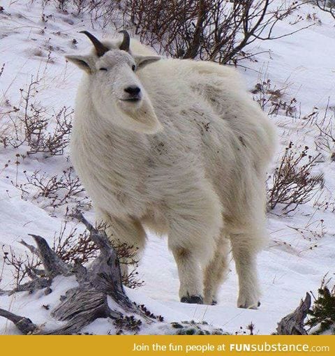 50% bear 50% goat 100% majestic