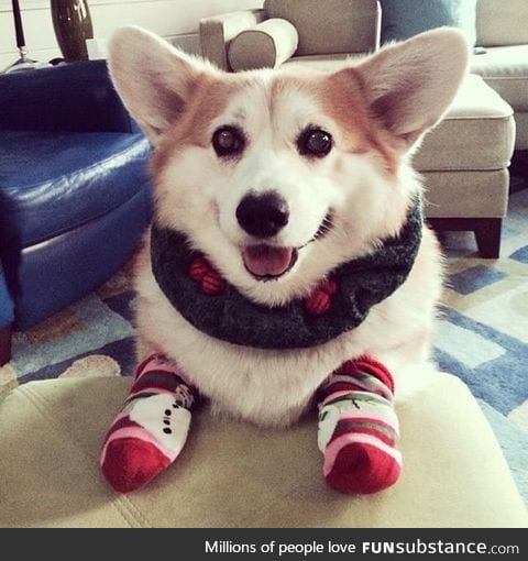 Christmas corgi