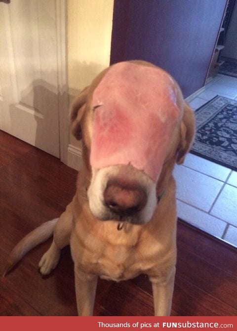 This dog survived a house fire but lost his facial structure while doing so