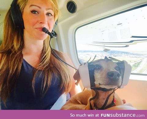 Puppy on his first flight