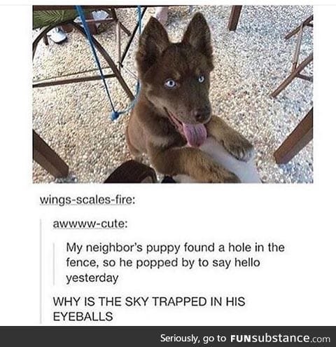 This f*cking puppy