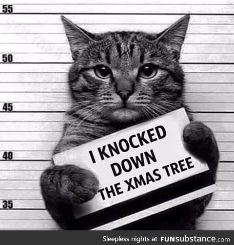 Cats will be cats