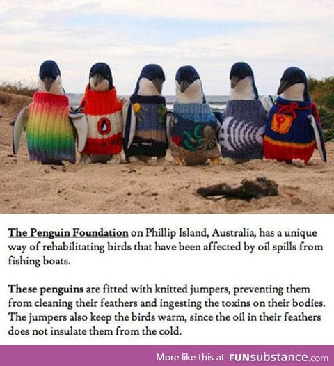 Unique way of rehabilitating birds