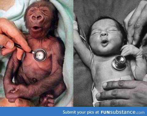 Baby gorilla and baby human reacting to a cold stethoscope