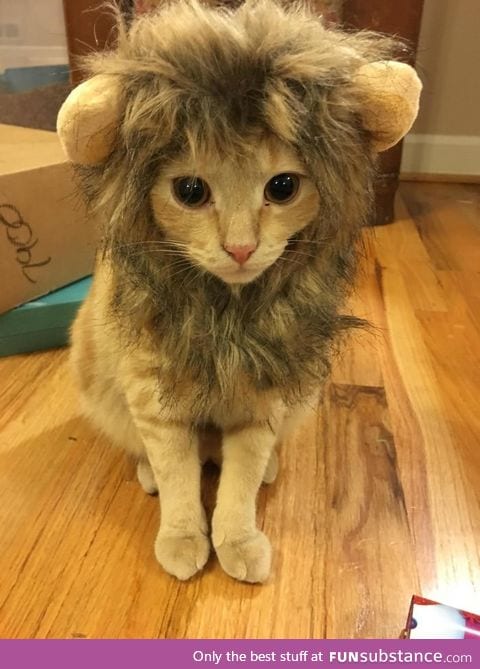 Not sure if this is despair or acceptance