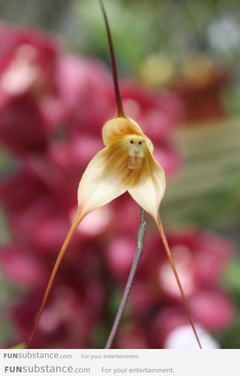 Face on a flower