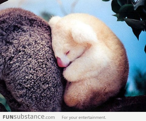 Baby Albino Koala