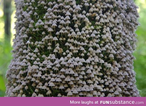 Mushroom kingdom growing on tree bark
