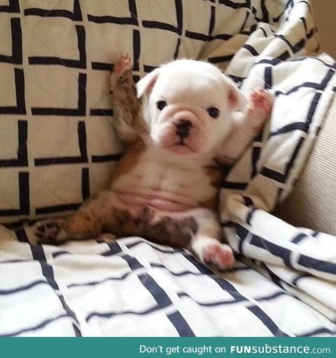 "Hands up,don't shoot!"