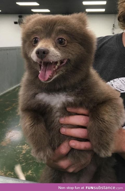 Somebody brought this bear into doggie day care