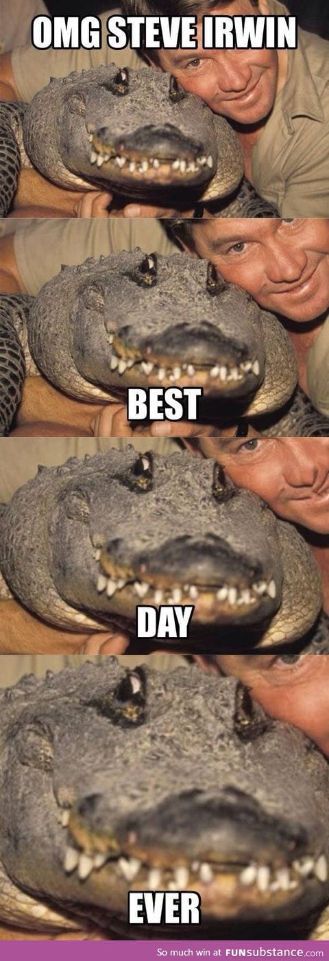 Alligator meeting Steve Irwin