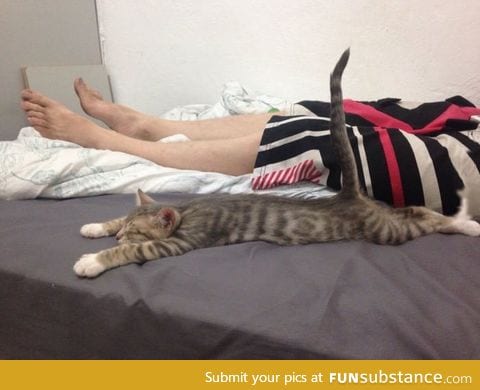 This cat sleeps like this