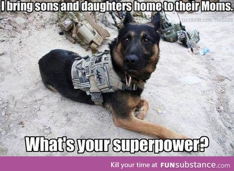 Hero dogs!