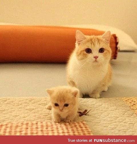 Mama cat and tiny baby kitten
