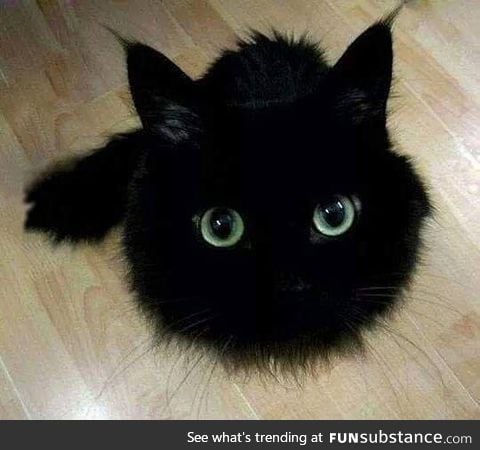 It's like a black cotton ball
