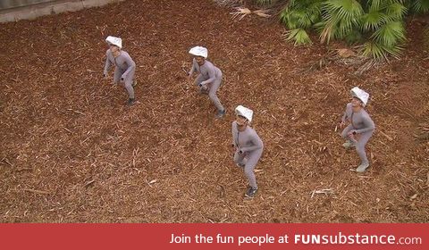 The raptors in Jurassic World being filmed