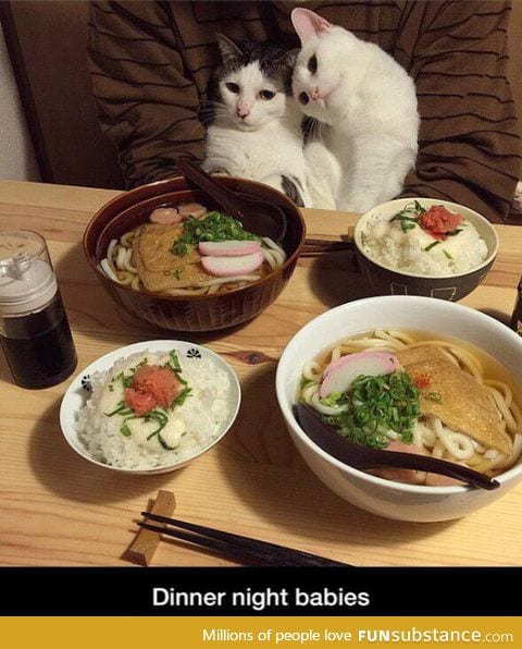 Fancy dinner with cats