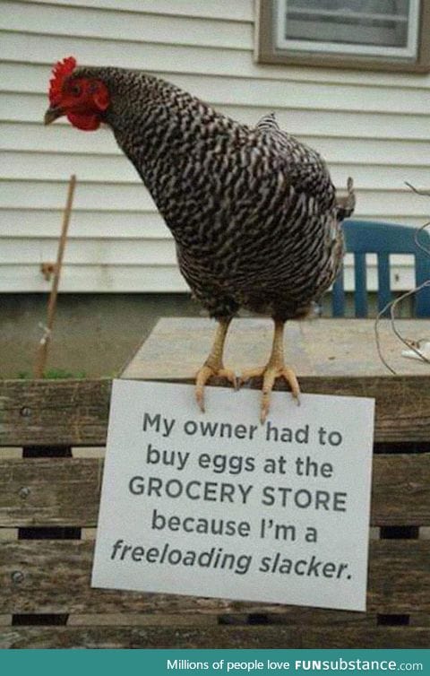 Chicken shaming