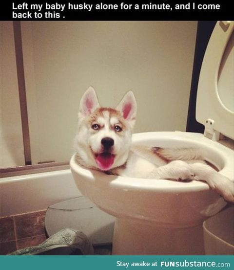Just chillin in the toilet