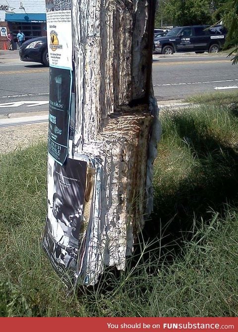 This telephone pole has been used for band posters for a very long time