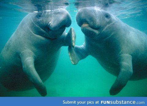 Manatees are no longer endangered!!