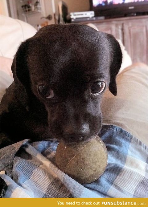 This is his "play with me" face