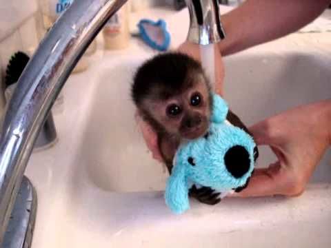 Now I want a baby monkey