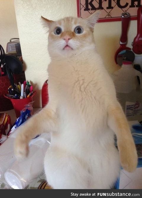 Cat Who Made This Face When Someone Meowed Back at Him