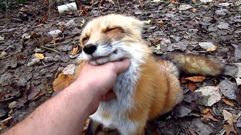 I didn't know a fox could be so cute