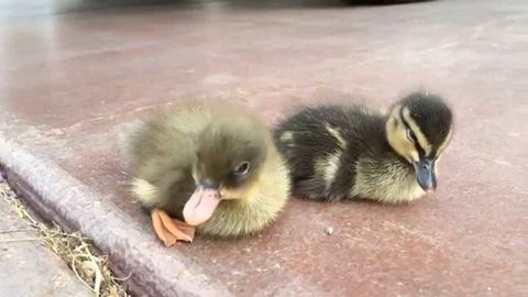 widdle baby ducks