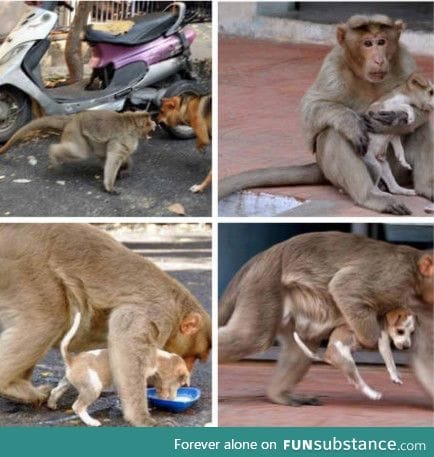 This monkey protects this puppy from stray dogs. Makes sure the puppy eats first