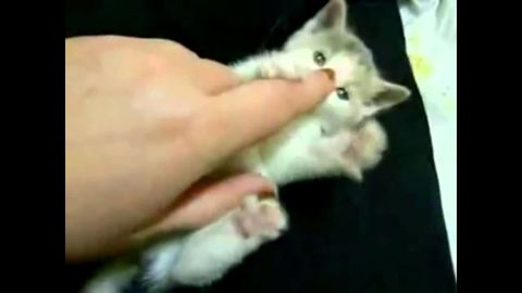 ...meow