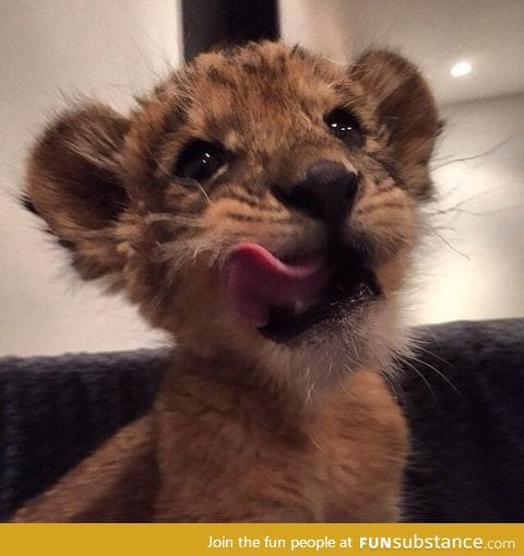Bring this kitten to me