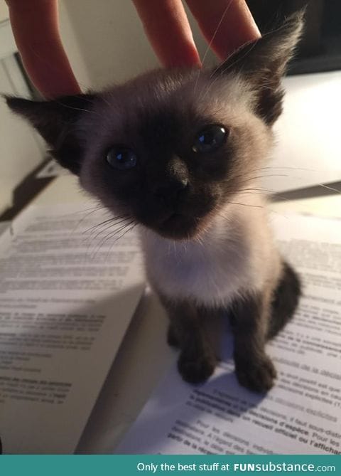 Yoda. She is 2 months old