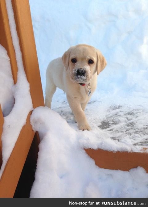 Puppy in snow