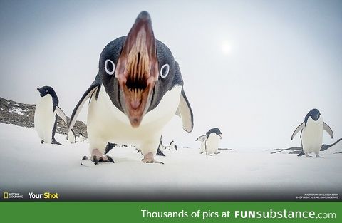 Penguins are ... Well from Hell I guess