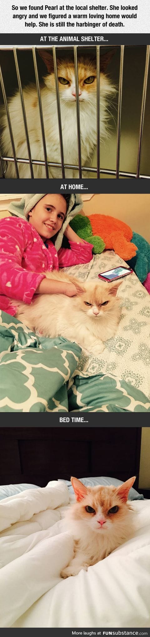 Angry cat gets adopted