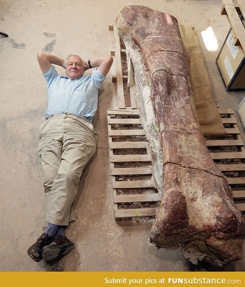 The thigh bone of a Titanosaur, with David Attenborough for scale