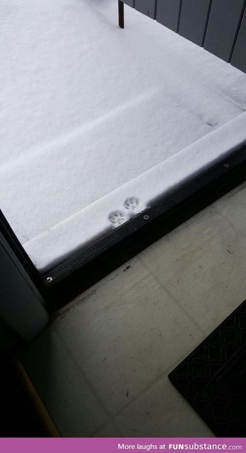 Kitty made it this far into the blizzard then noped
