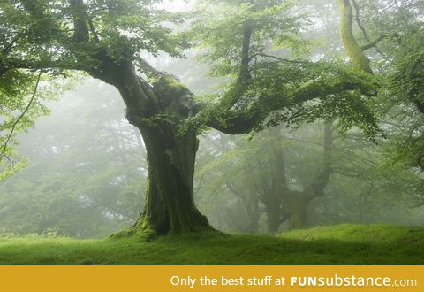 Trees get more beautiful with age