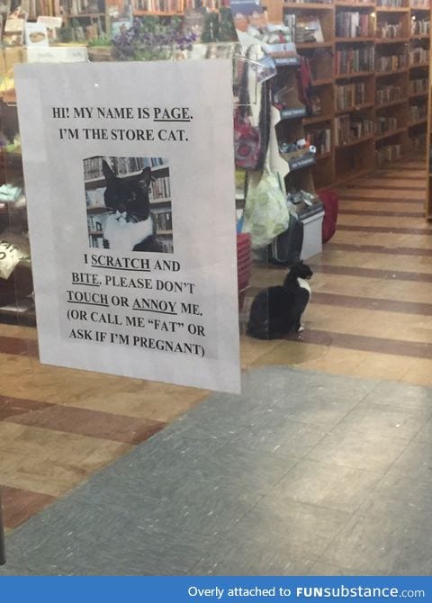 Local book store has a shop cat with a lot of personality