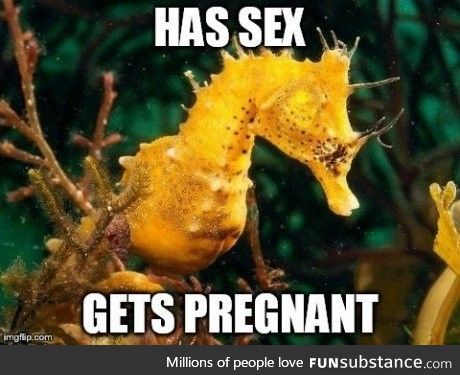 Bad luck male seahorse