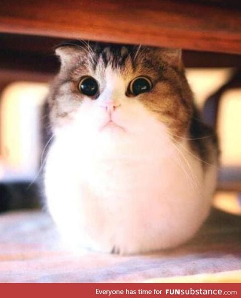 So puffy!