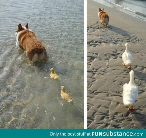 Mother of ducks