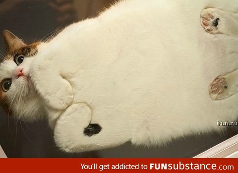 How cats look when sitting