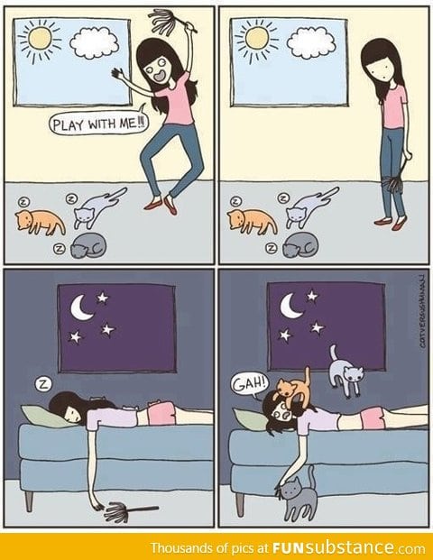 Playing with cats