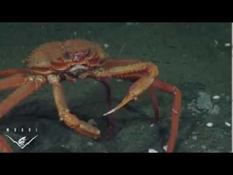 Deep sea crab gets a shock as he mistakes methane bubbles for food