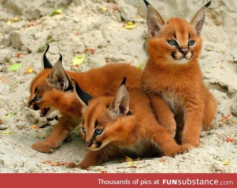 Fox? Cats? Nope, they're Caracal kittens!